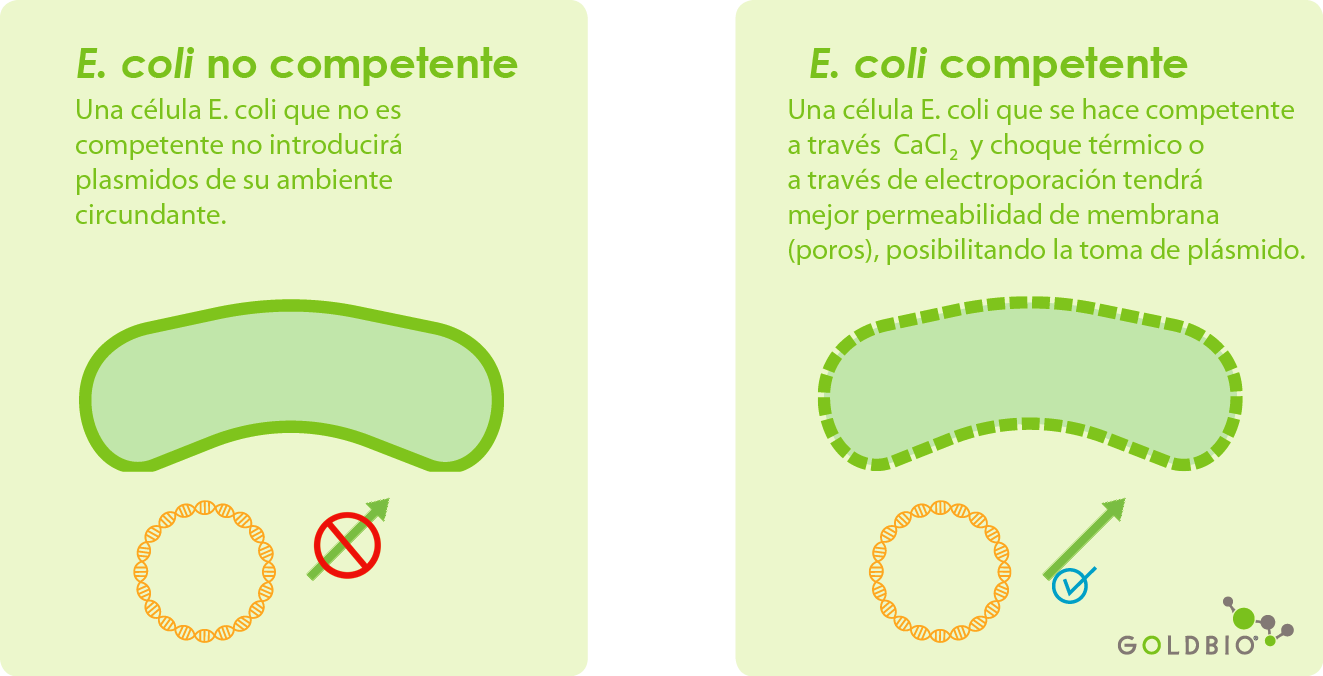 e. coli no competente y e. coli competente ilustracion