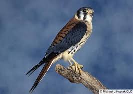 Image result for peregrine falcon