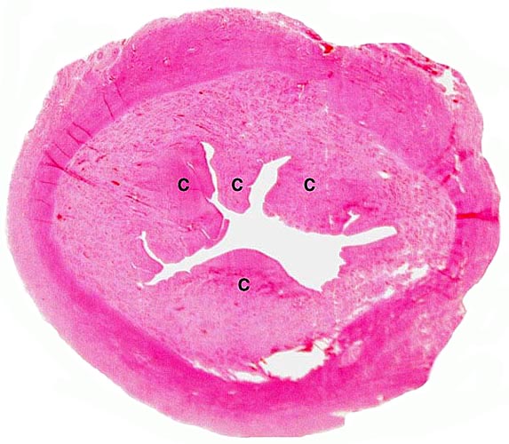 Cross section of pygmy goat uterus