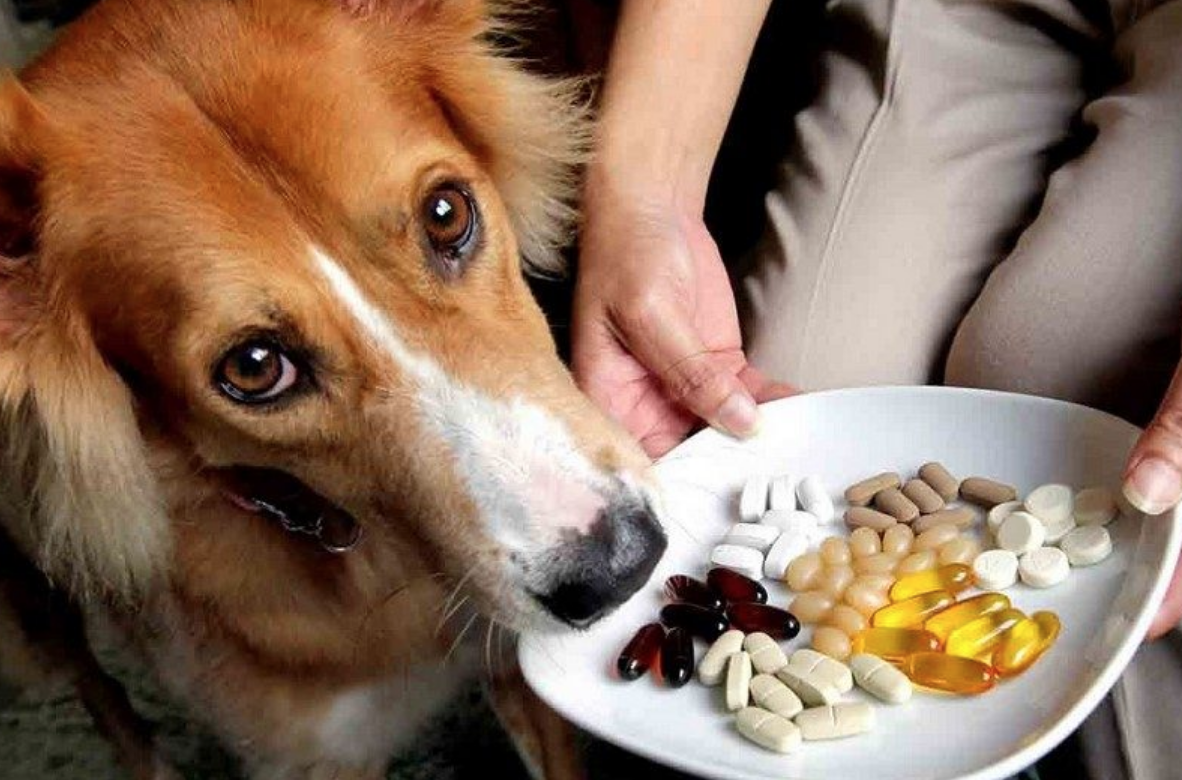How To Give Your Dog Best Supplements & Vitamins - Pet Blog