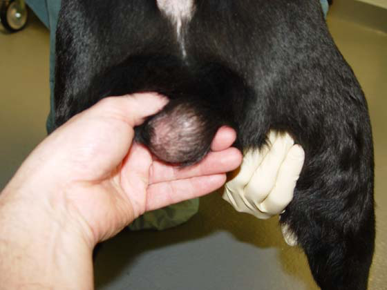 Escroto de un perro con atrofia testicular del testículo izquierdo debida a la torsión del cordón espermático