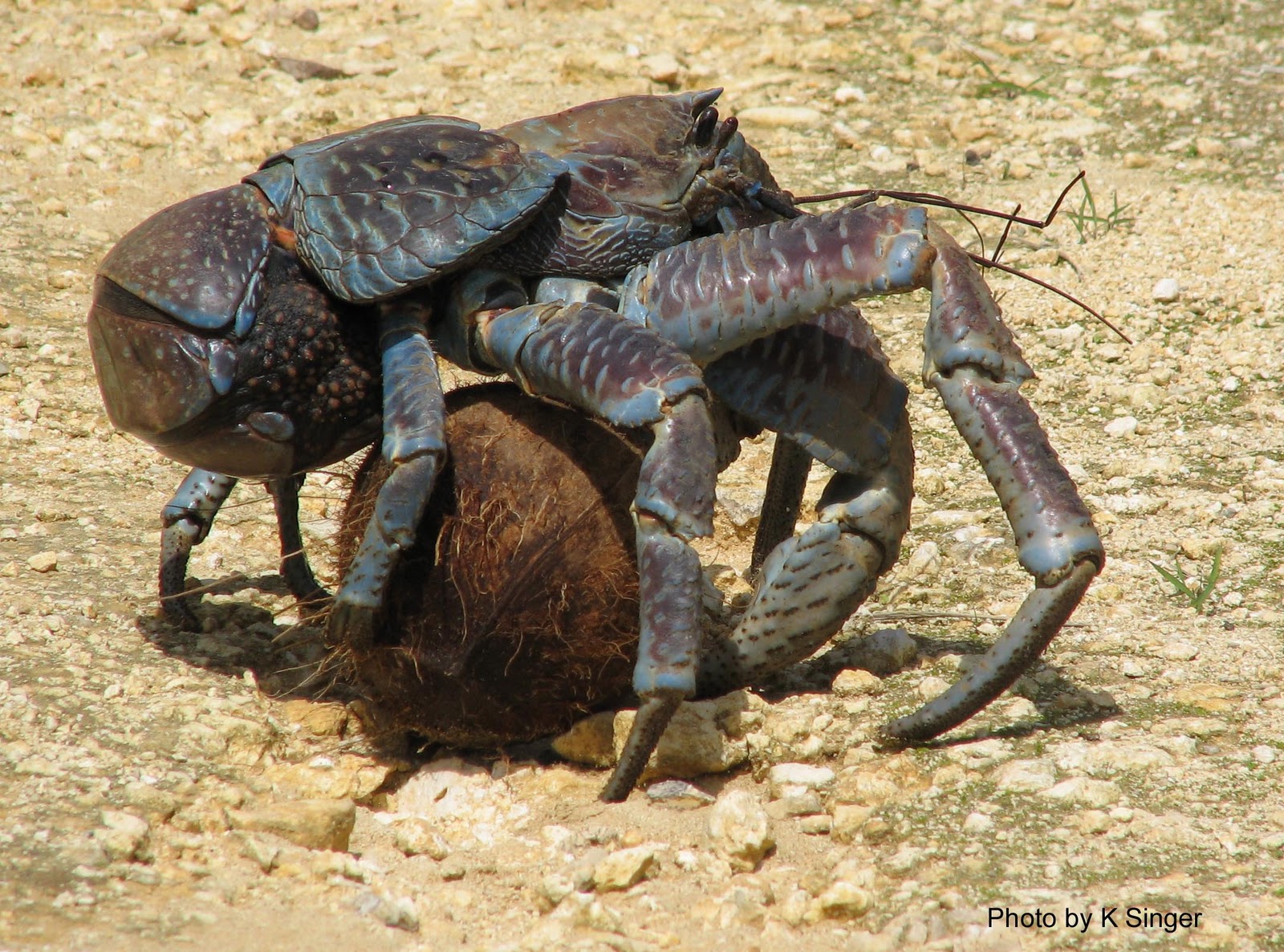 Guys, Coconut Crabs Are A