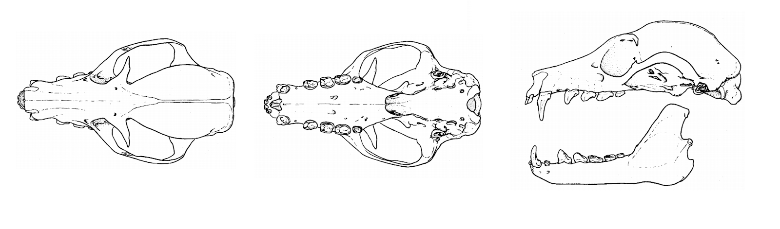 Figure 11. Pteropus vampyrus skull view from top, bottom, and side (from left to right). Image adapted from Kunz and Jones (2000)