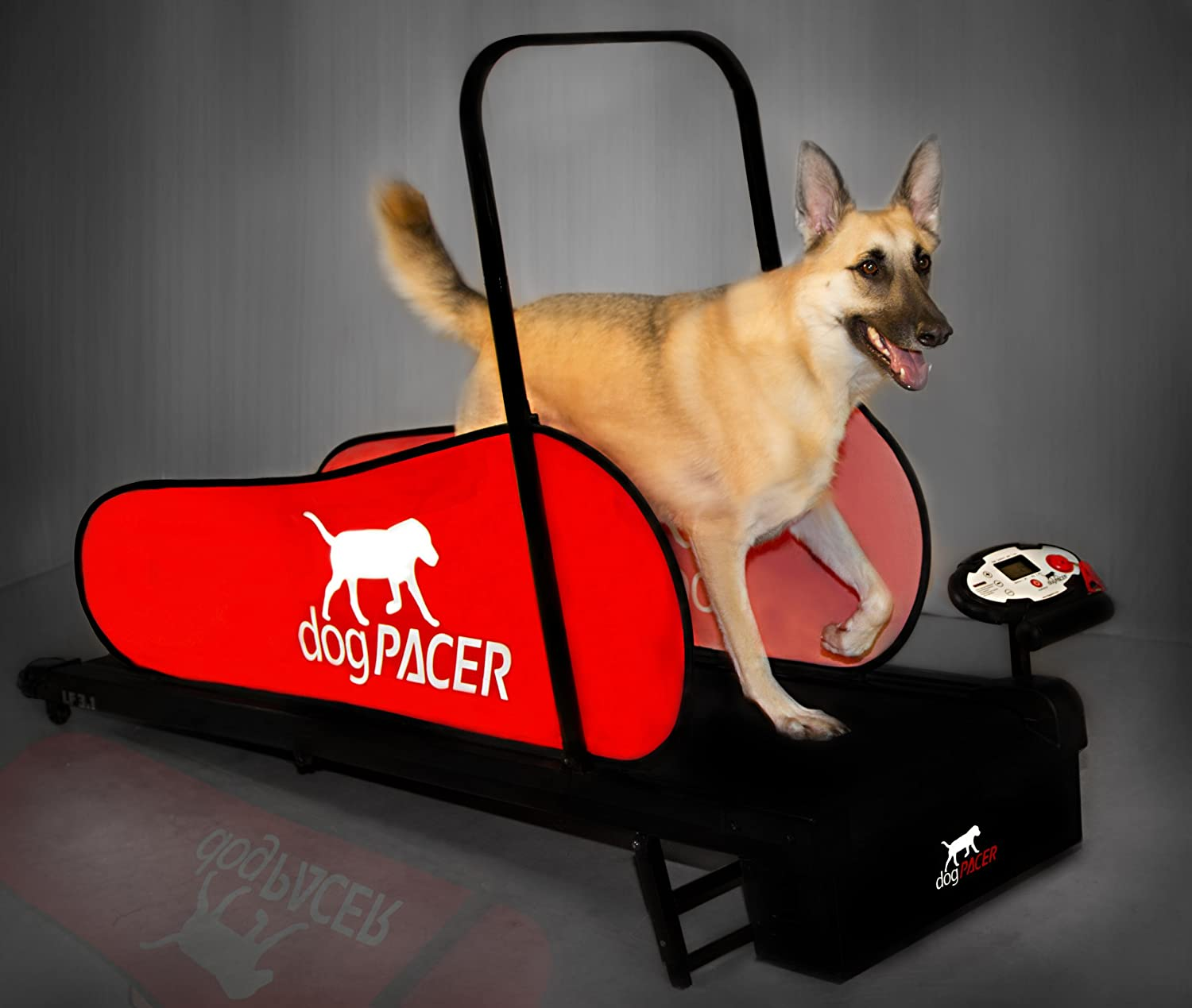 A mid size dog on a treadmill