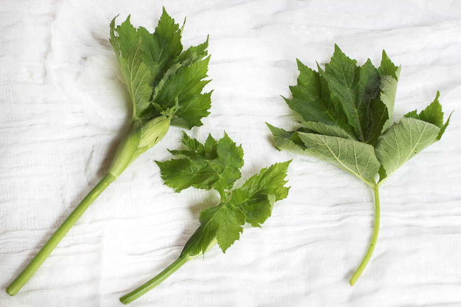 Edible Cow Parsnip Heracleum lanatum_