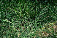 Large crabgrass in a lawn.