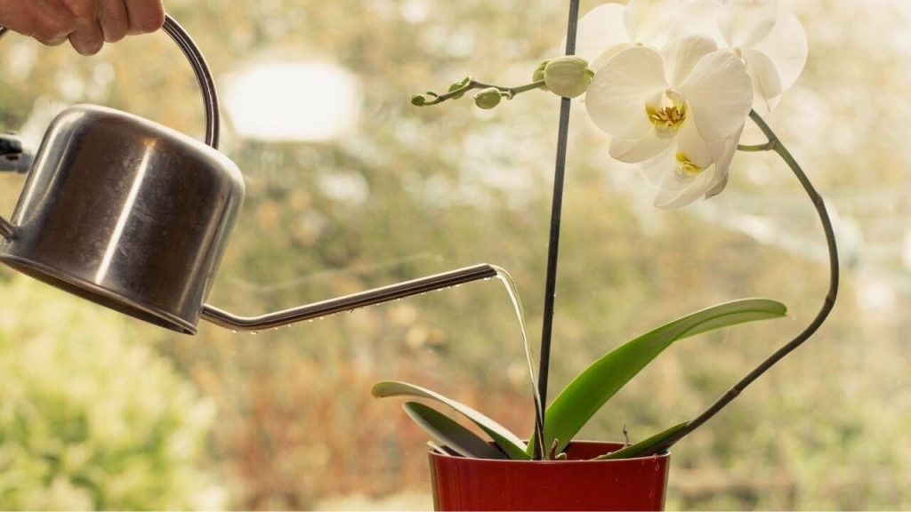 Water Your Orchid Regularly