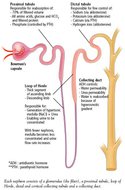 A schematic diagram of the nephron