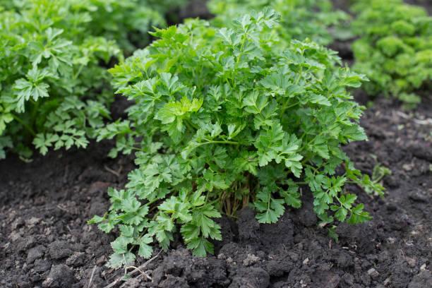 4,888 Parsley Field Stock Photos, Pictures & Royalty-Free Images - iStock