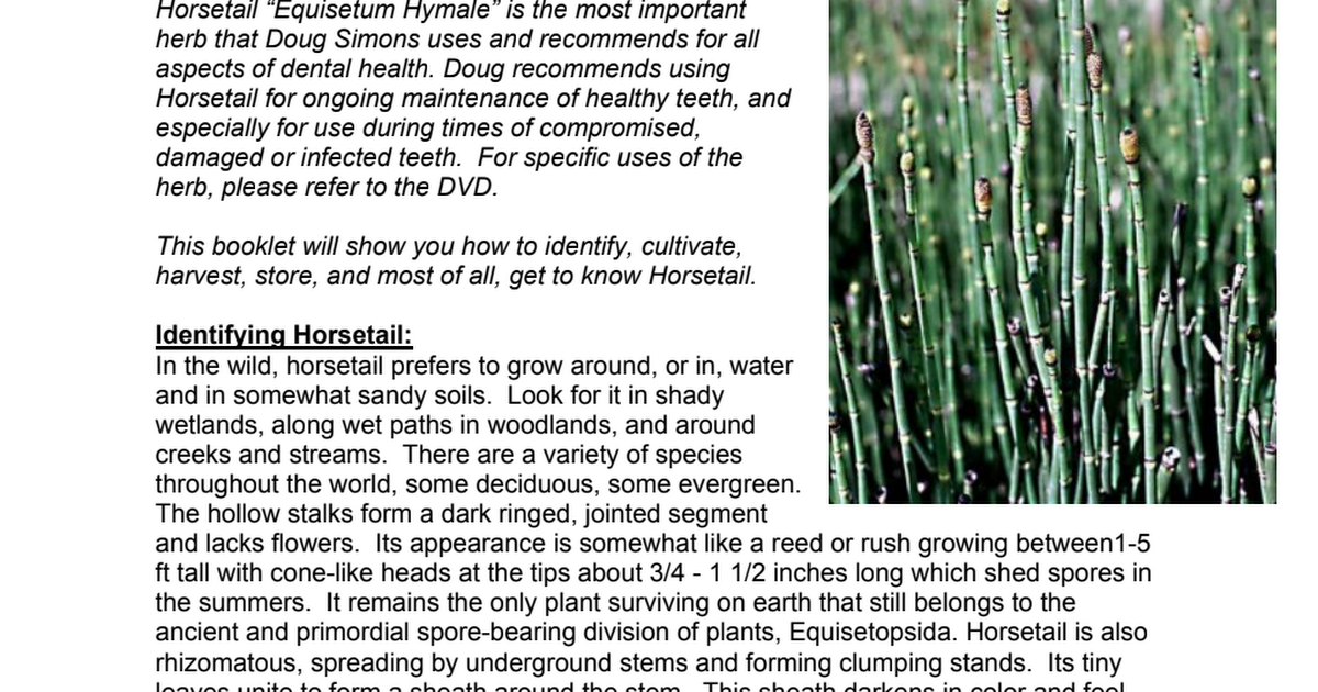horsetail equisetum hyemale.pdf