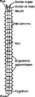 what is metamerism in biology class 11