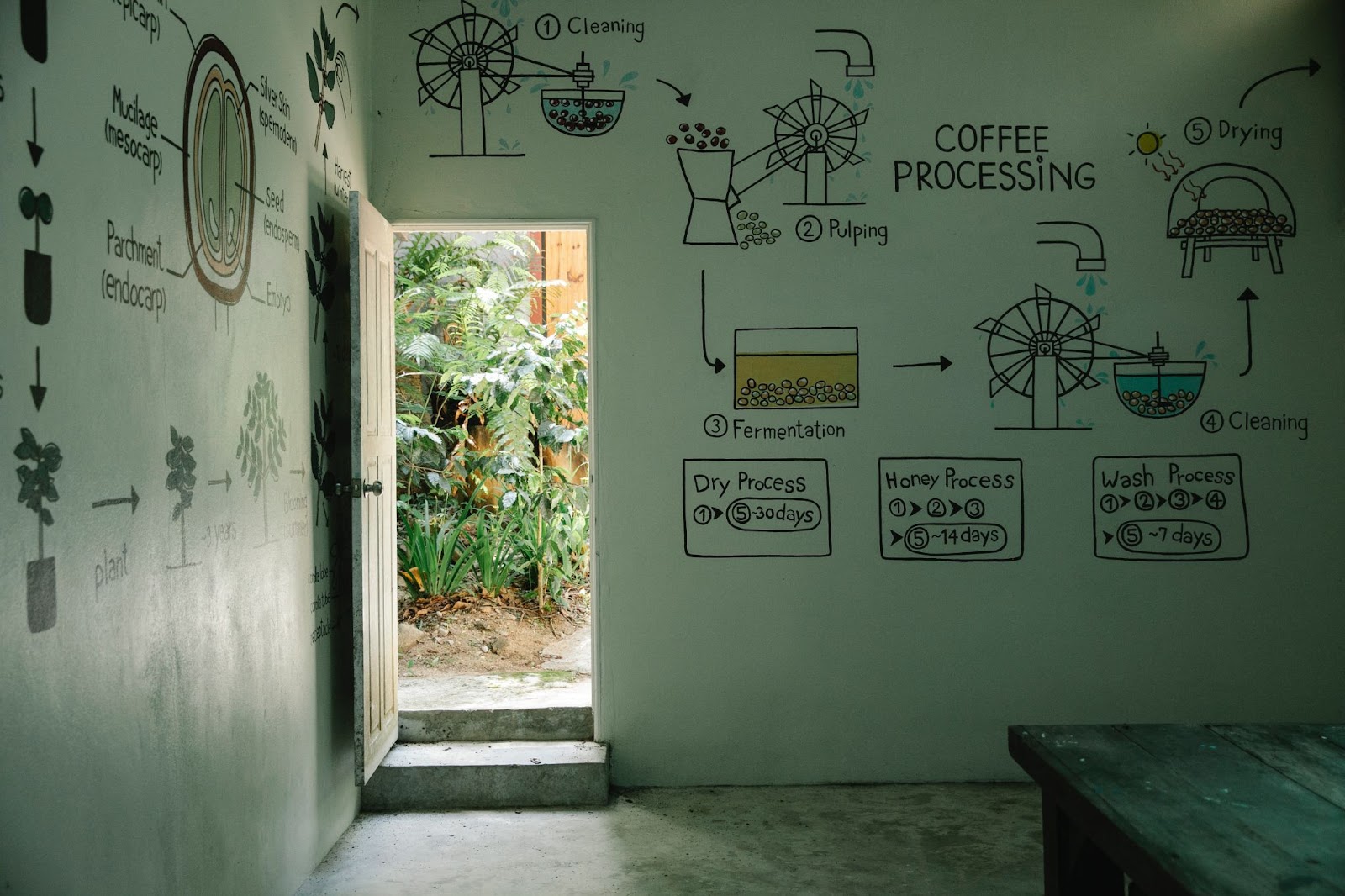 cofee processing explanation