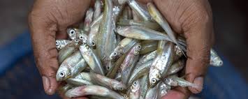 Image result for small fish