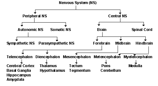 The Nervous System - Web Biology