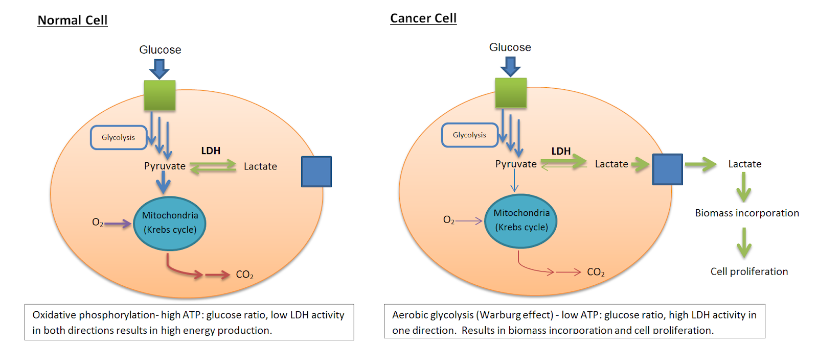 Отличия катаболизма раковой клетки от нормальной. 
