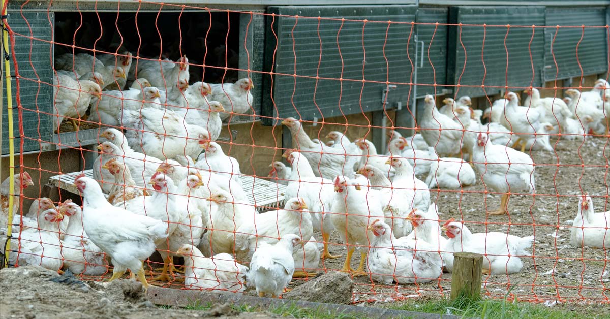 Free-range nets