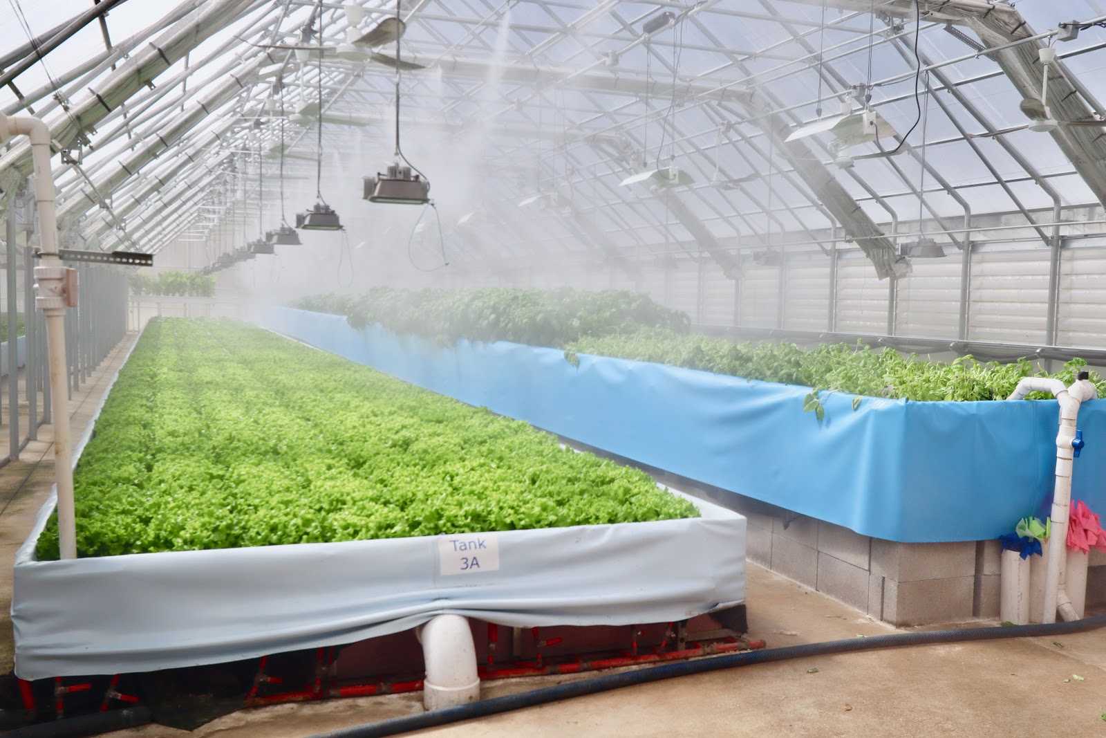 Automated high-pressure fog nozzles control the humidity and temperature in the Southern Organics greenhouse. (Photo by Christine Hull for Bham Now) 