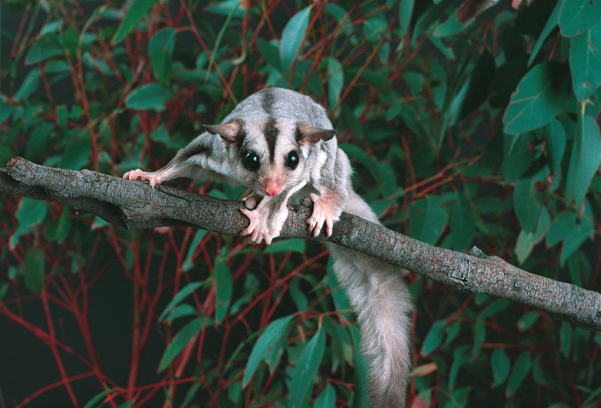 Where Does Sugar Gliders Come From