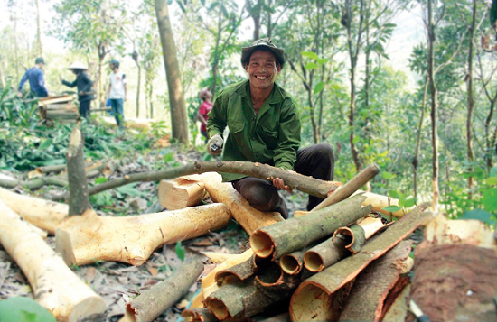 Vietnam Cassia Cinnamon Exporter
