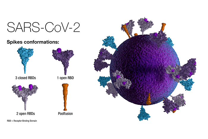 Spike protein and SARS-CoV-2 