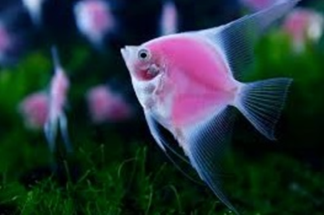 10 อันดับปลาสวยงามของไทยที่สวยที่สุด8