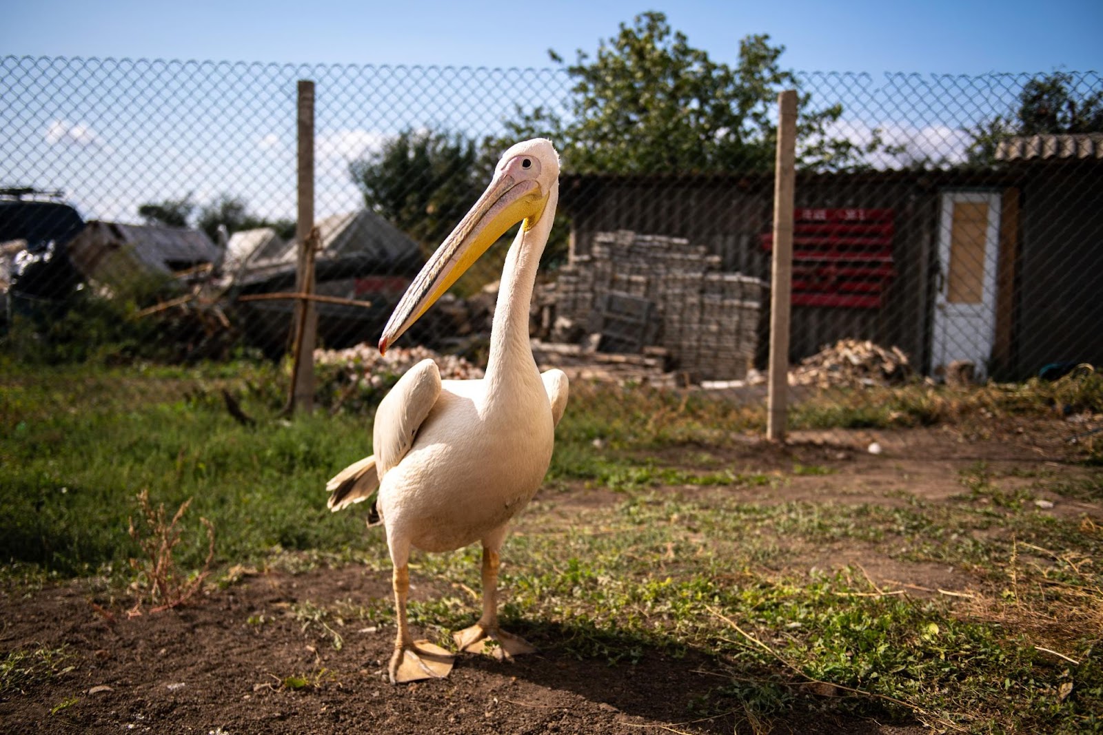 пеликаны Украина