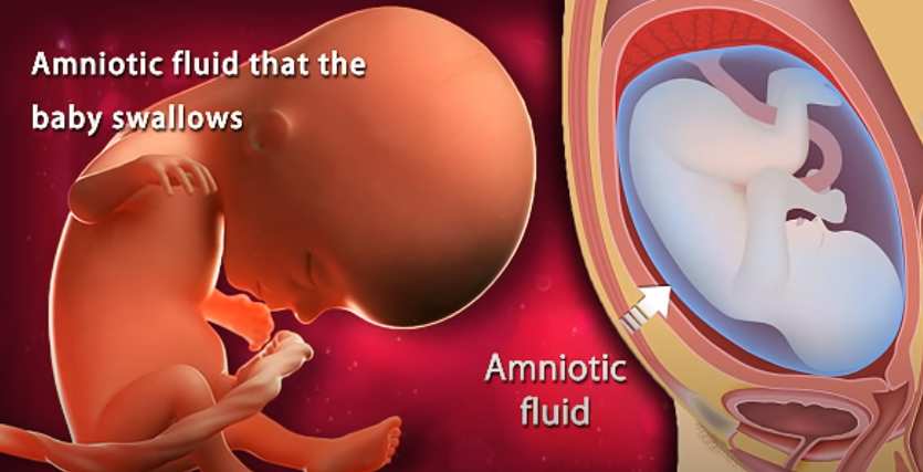 13th week baby swallow amniotic fluid