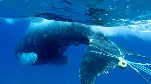 Disentangling Giants: Hawaiian Islands Humpback Whale National ...
