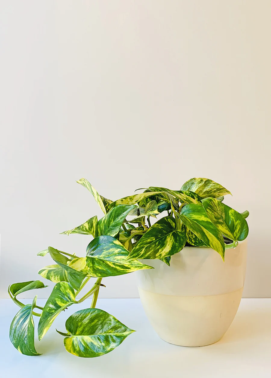 Pothos (Epipremnum aureum)