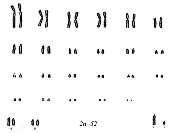Karyotype with 2n=52