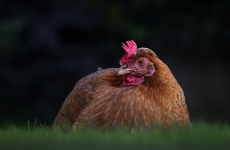 Golden Comet egg laying chicken