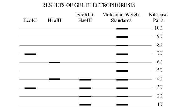 Investigation #9 - Biotechnology: Restriction Enzymes Analysis of DNA