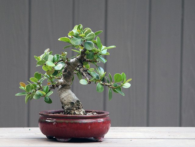Cómo cuidar el bonsái Ficus Isla Verde