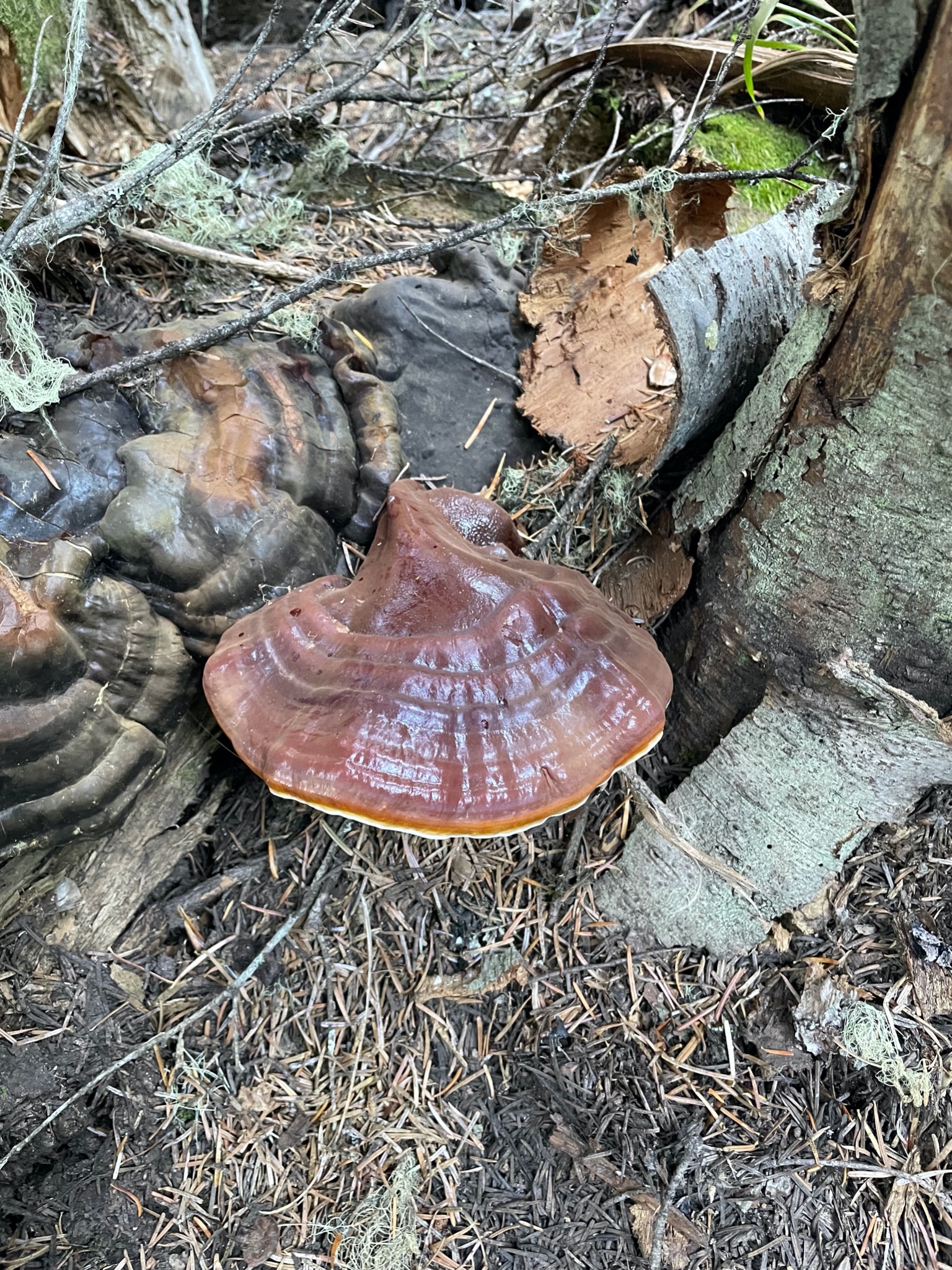 Here’s a picture of a Reishi found on a recent foraging adventure.