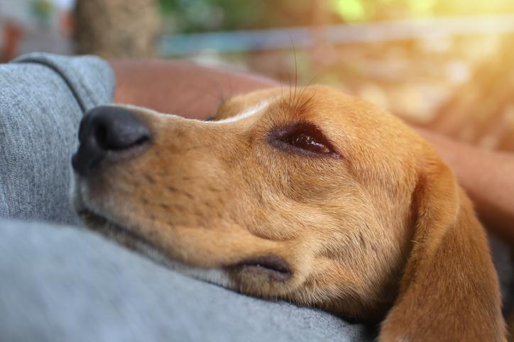 10 Ways to Build a Stronger Bond with Your Dog - The Dog Blog 