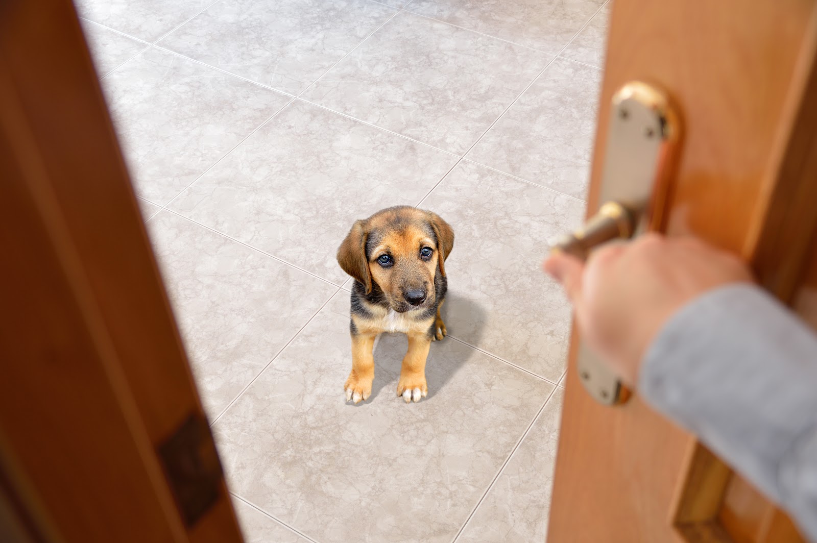 The Guilt of Leaving Your Pet for the Day - Clarity Clinic