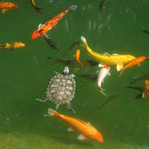 Koi and other species