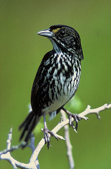 220px-Dusky_Seaside_Sparrow.jpg