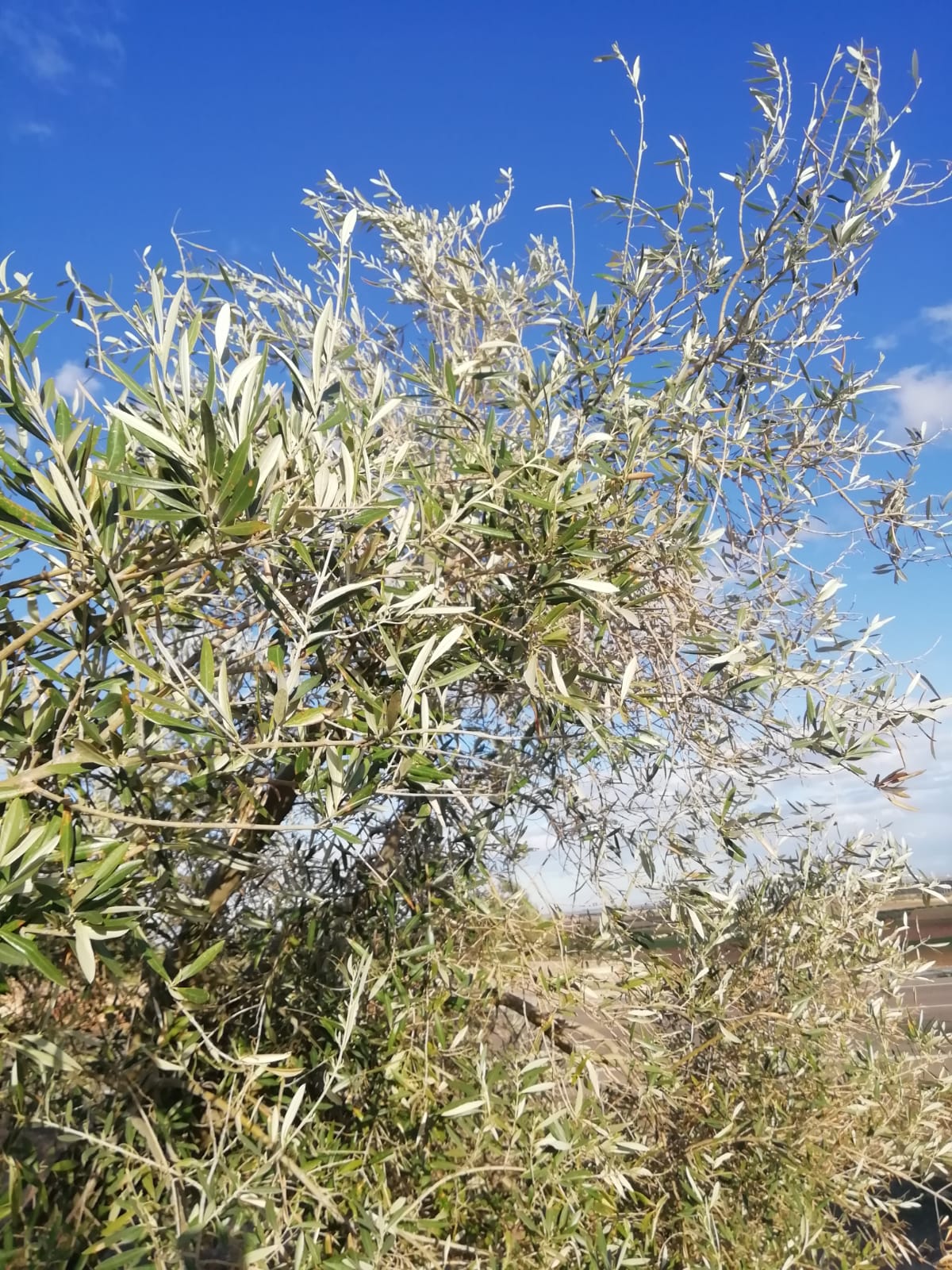 olive grove affected by snowfall. ESAO olive grove management
