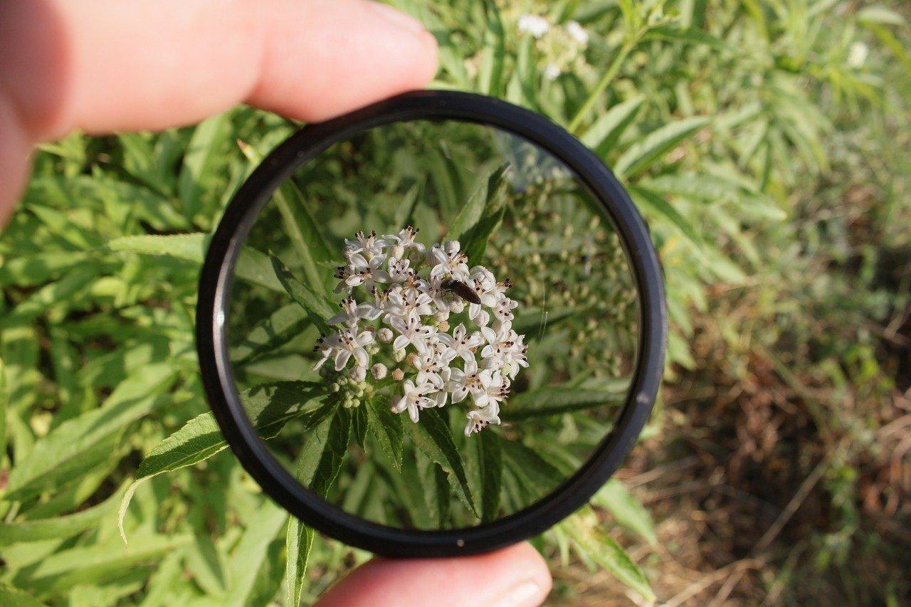 filter over flowers