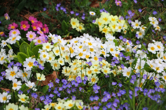 spring primroses in the garden photo by HebiFot Pixabay