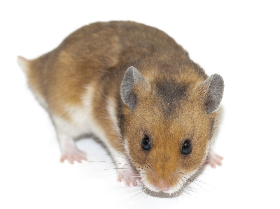 Hamster - Free images on Pixabay