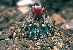 Description: Sclerocactus_spinosior_fh_69_8_UT_in_cultur_B.jpg