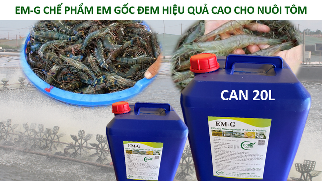 Chế phẩm EM-gốc trong nuôi tôm