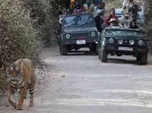 Image result for how many tigers are left in the world
