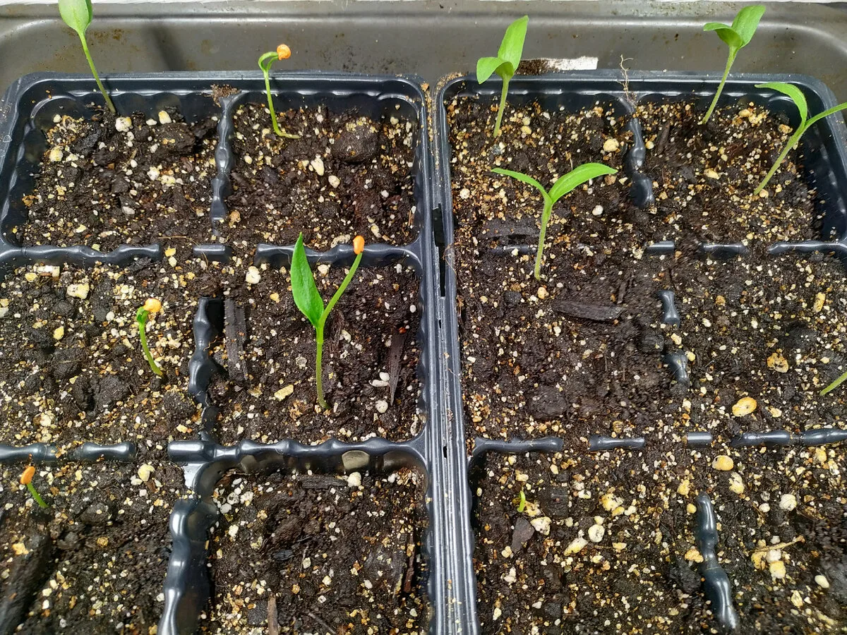 Tomato seedling emerging from soil in a seed tray