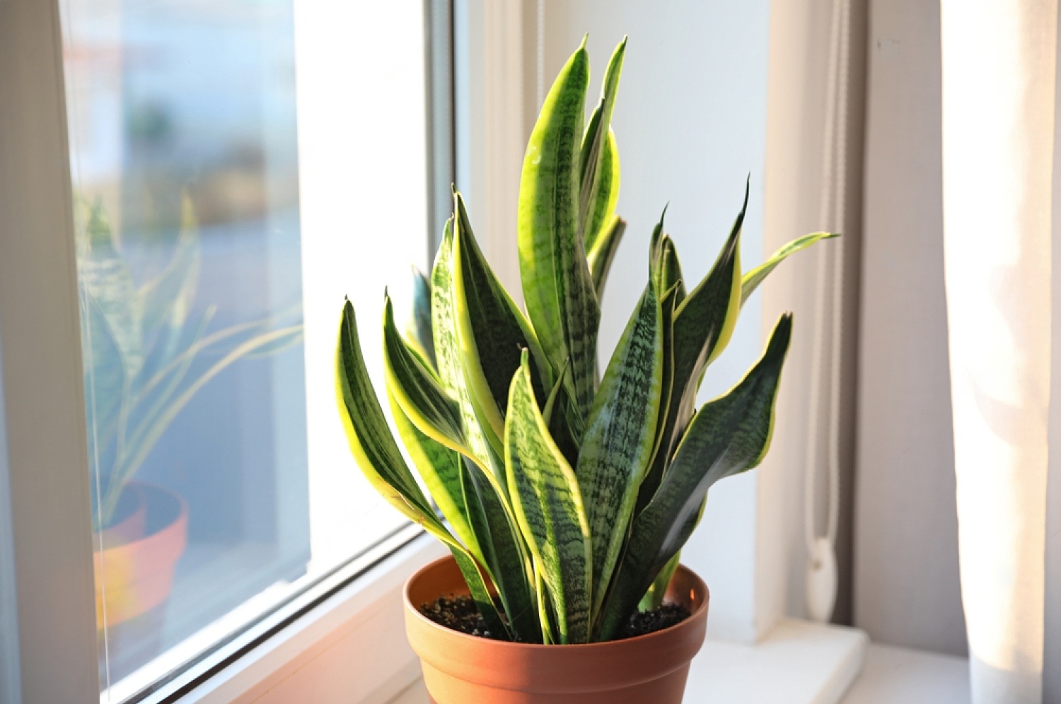 Are Snake Plants Toxic to Dogs? All You Need To Know 3 zlCQkdjGXMGYMtG3zCwl UtfW3O6wR184Q6YisojbG5b00w7jRKFCiNgxSKWYPeJna4SyYc5HVwTD1OJjDJtkfKH3RYATFJN5 JaFPVuo8R3wFMFCnchvirnw26OQYtveiu2eptdeLhvP SzJvMwnQk