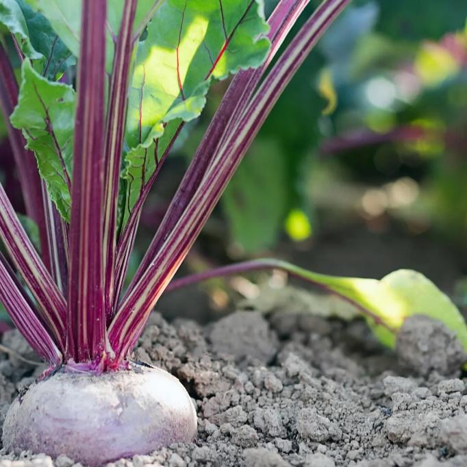A plant in a pot

Description automatically generated with low confidence