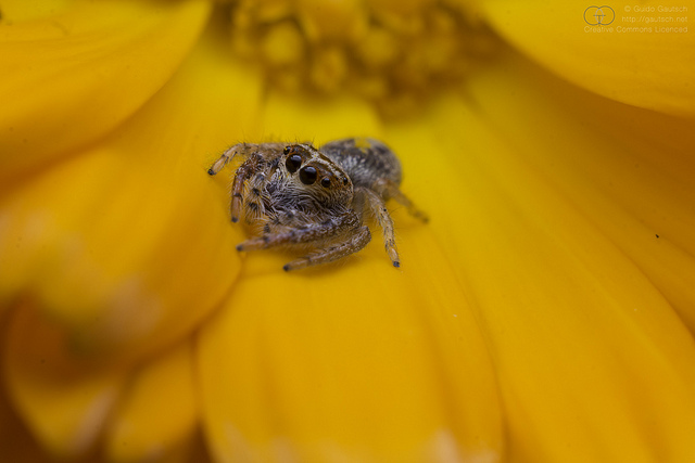 Jumping Spider. © Guido Gautsch, 2012. (CC-BY-SA 2.0)