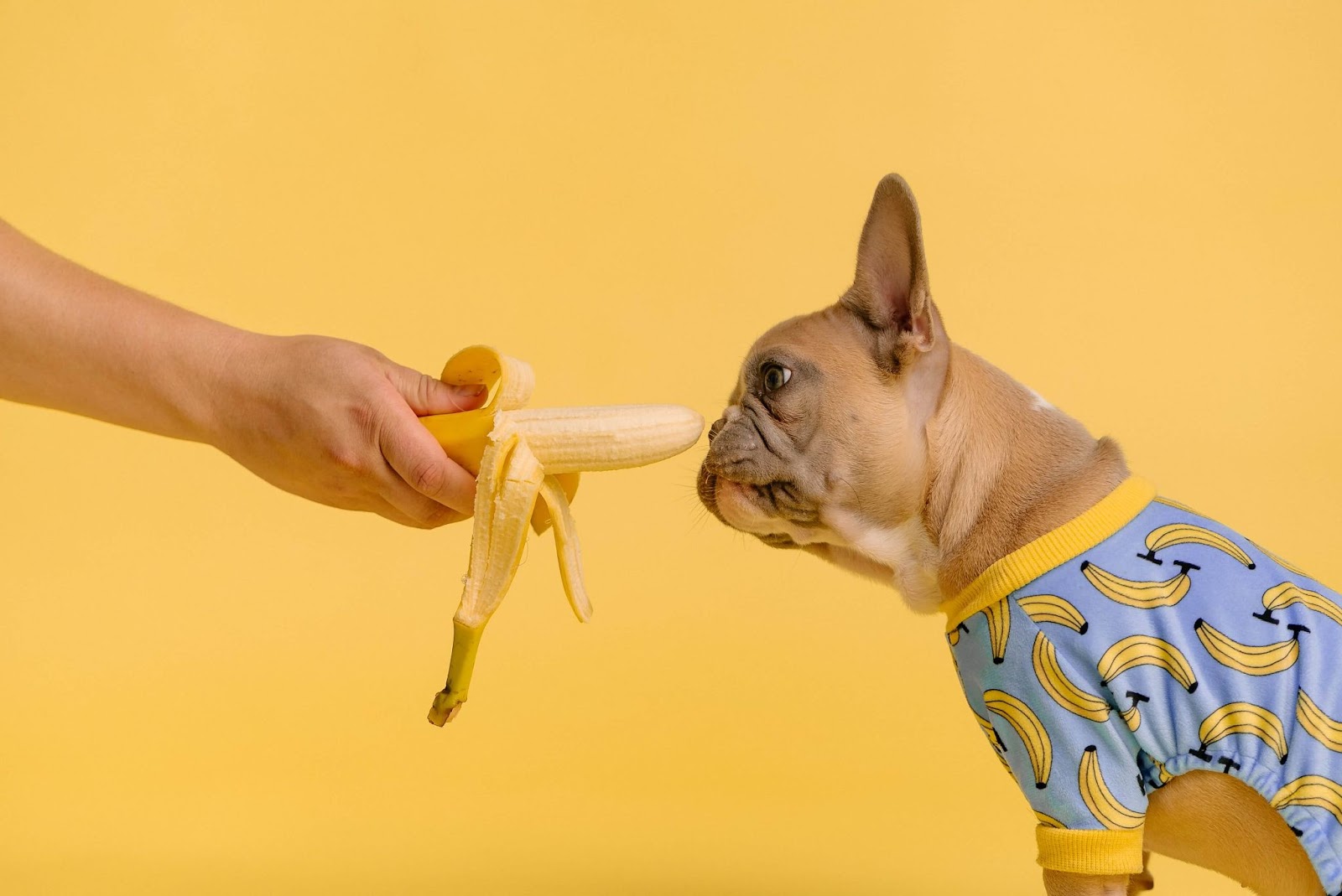 Can Dogs Eat Plant Based Burgers?